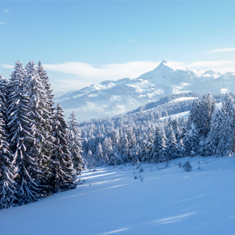 Skigebied met besneeuwde bomen in de Kitzbuheler Alpen