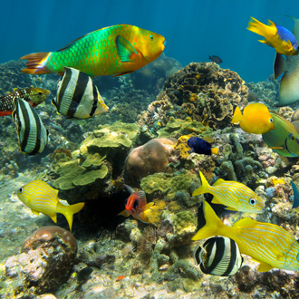 Onderwaterleven met gekleurde vissen