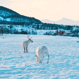 Witte rendieren in de sneeuw bij Tromso