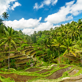 Een rijstveld dat door palmbomen wordt omgeven in Ubud op Bali 