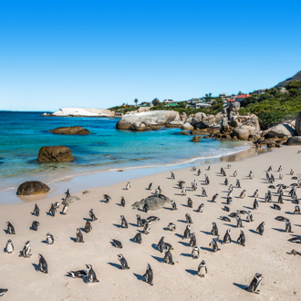 Pinguïns op het strand vlakbij Kaapstad