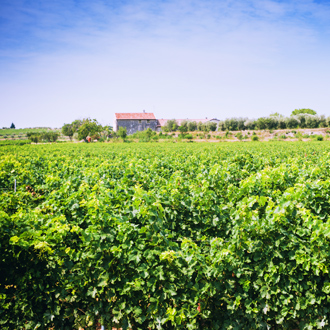 Groene Italiaanse wijngaard in Bardolino