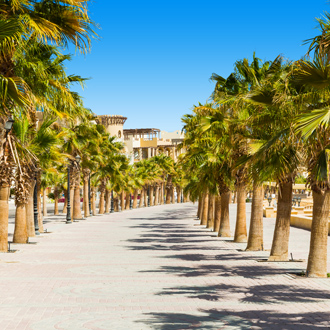Palmbomen langs de boulevard in Sahl Hasheesh, Egypte