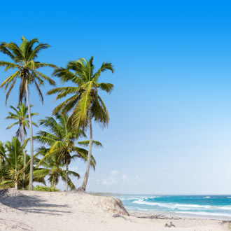 Palmbomen in Punta Cana