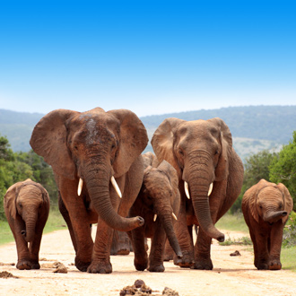 Kudde olifanten op de weg in Kenia