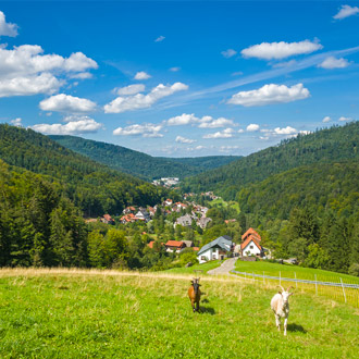 Panorama Landschap, groene bergen en geiten in de wei. 