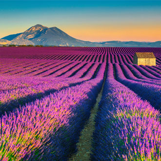 Paars lavendelveld met berg op de achtergrond in Provence