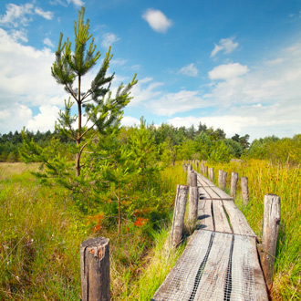 Een houten looppad in het Nationale Park Dwingelderveld 