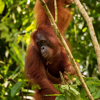 Orang Oetan in de boom op Borneo