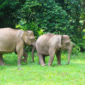 Pygmee olifanten aan het wandelen op Borneo