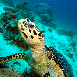 Schildpad aan het zwemmen bij Mabul Borneo
