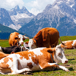 Koeien Zuid Tirol