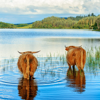 2 koeien aan het grazen in Loch Lomond