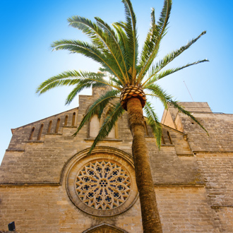 Sant Jaume kerk met palmboom in Alcudia Mallorca
