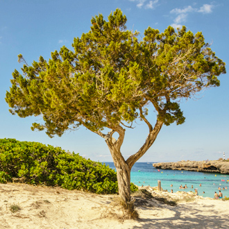 Grote boom op het strand van Cala en Bosch op Menorca