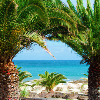 Palmbomen-op-het-strand-van-Costa-Teguise
