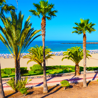 Palmbomen-langs-het-strand-van-Los-Cristianos-Tenerife