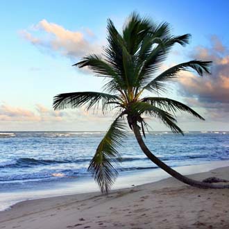 Palmboom op het strand van Sosua