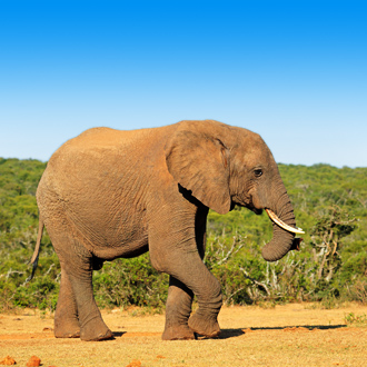 Olifant in Addo Elephant National Park in de omgeving van Kaapstad