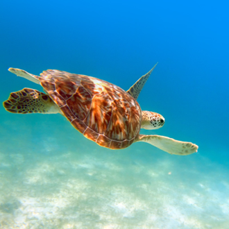 Zwemmende schildpad onder water in Maya Riviera