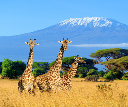 <p>Een foto van 3 giraffen in Kenia voor de Kilimanjaro</p>