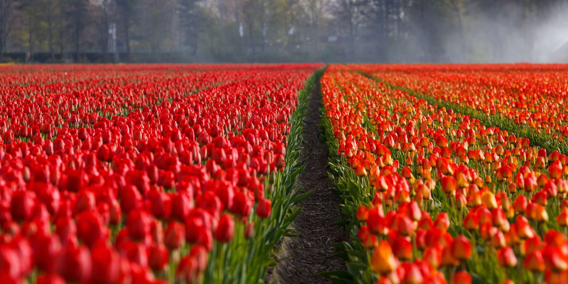 Bloemenvelden in Nederland