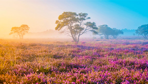 <p>Sfeerbeeld van Gelderland</p>