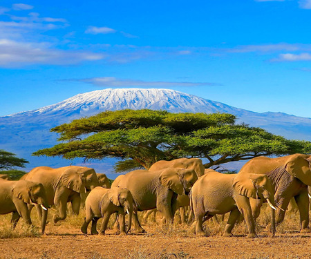 <p>Kudde olifanten bij de Kilimanjaro in Tanzania</p>