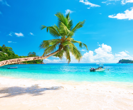 <p>Palmboom op een wit strand met blauwe zee in Mahé</p>