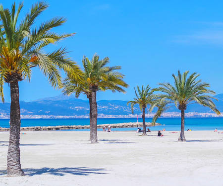 <p>Palmbomen op het strand van El Arenal</p>