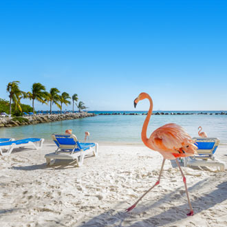 <p>Flamingo Beach</p>