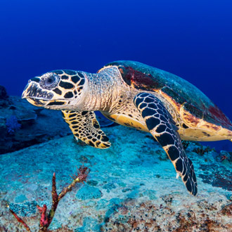 <p>Karetschildpad in een koraal rif in Egypte</p>