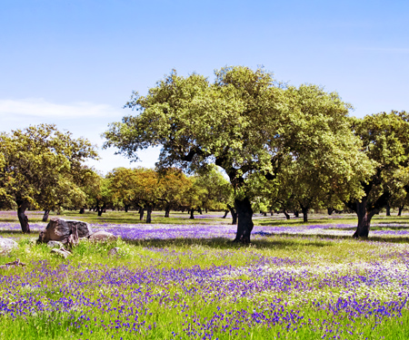 <p>Natuur van Alentejo</p>