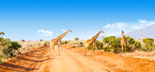 Giraffen steken stoffige weg over in Kenia's savanne onder blauwe lucht.