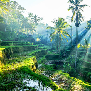 Rijstvelden in Tegalalang, Ubud