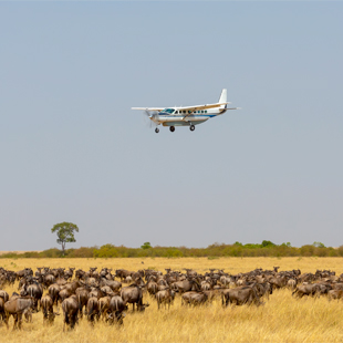 Zweefvliegtuig vliegt over de savannes van Tanzania met een kudde dieren