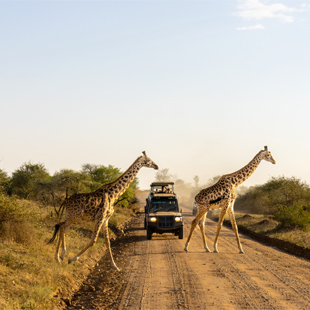 Safarijeep rijdt over zandpad in Tanzania terwijl giraffen de weg over steken