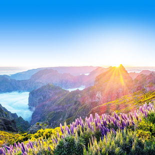 Bloeiende paarse bloemen op een berghelling op Madeira, met groene valleien en de zon die opkomt boven een mistige kustlijn.