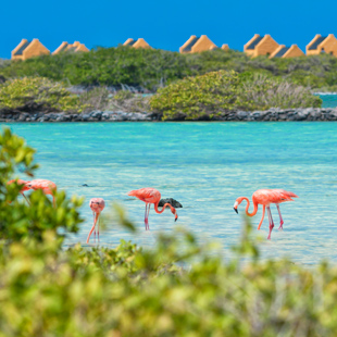 Flamingo’s bij Kralendijk op Bonaire in ondiep roze water, met zoutvlaktes en een helderblauwe lucht op de achtergrond.