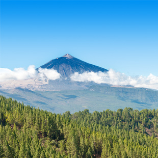 Pico del Teide met besneeuwde top boven een zee van wolken, omringd door groene dennenbossen onder een strakblauwe lucht.