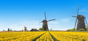 Gele tulpenvelden met windmolens in Nederland