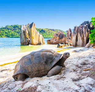 Schildpad op de Seychellen