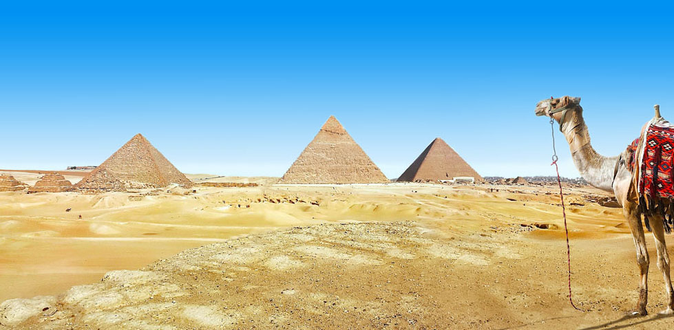 Kameel met kleurrijk zadel staat in een zonnige woestijn, met de grote piramides van Gizeh helder zichtbaar tegen een strakke blauwe lucht.