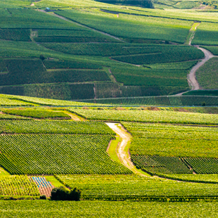 Glooiend, groen landschap in de Champagnestreek