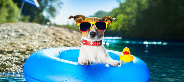 Hond met zonnebril en badeendje in zwembadje